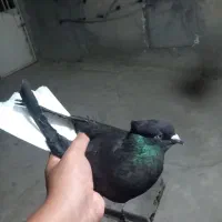 کبوتر دم سفید ماده