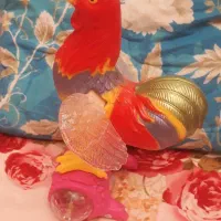 خروس رنگارنگ