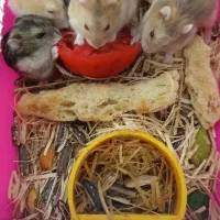 همستر کوچک ۶ تا