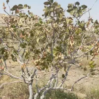 کارخانه فراوری پسته