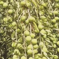 صادراتی درشت درجه یک