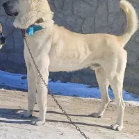 واگذاری توله عراقی