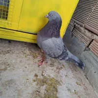 کبوتر اصفهانی|پرنده|برخوار, |دیوار