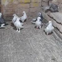 پرشی