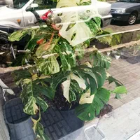 برگ انجیری مانسلرا ابلغ|گل و گیاه طبیعی|تهران, ائمه اطهار|دیوار