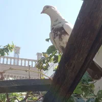 کبوتر دمبی|پرنده|شیراز, دروازه اصفهان|دیوار
