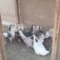 کبوتر