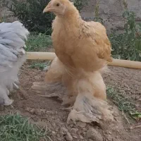 نیمچه برهما|حیوانات مزرعه|تهران, جنت‌آباد مرکزی|دیوار