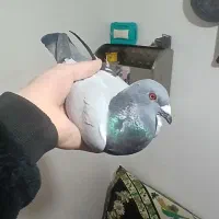 کبوتر دوبر|پرنده|اردبیل, |دیوار