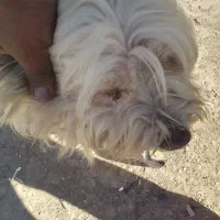 سگ خانگی پیدا شده