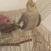 عروس هلندی نر معاوضه با ماده سالم آماده جفت باش