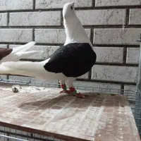 یک جفت دوکت نرو ماده هیکلی و بدونه عیب