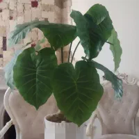 درختچه مصنوعی بابا آدم