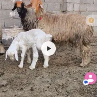 ۲۰ راس شیشک داشتی درجه ۱