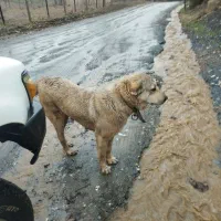 سگ وارداتی عراقی ماده