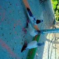 10عدد کبوتر سه پاکستانی 7تا نرپر