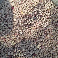 لوبیا چیتی درجه یک مناسب بذر و پخت و پز