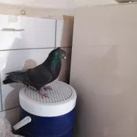 کفتر نر سیاه کاشونی.|پرنده|نجف‌آباد, گلبهار|دیوار