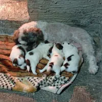 سگ شیتزو