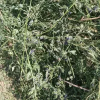 یونجه ریز قلم