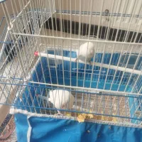 کوتوله|پرنده|برخوار, |دیوار