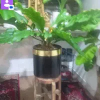 گل و گیاه|گل و گیاه طبیعی|قم, باجک یک|دیوار