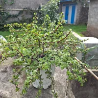 فروش گل زینتی|گل و گیاه طبیعی|رشت, دیلمان|دیوار