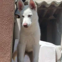 سگ هاسکی خونه گی