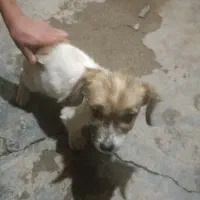 سگ پاکوتاه|سگ|کرمانشاه, |دیوار