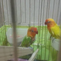 بچه .طوطی. برازیلی
