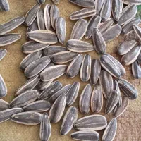 تخمه امسالی خوی