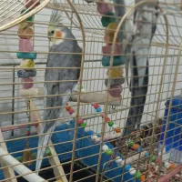 عروس هلندی|پرنده|جونقان, |دیوار