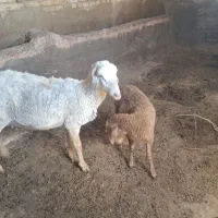میش هترو به بره جوان