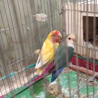 تعدادی طوطی برزیلی و عروس هلندی به فروش میرسد|پرنده|نورآباد ممسنی, |دیوار