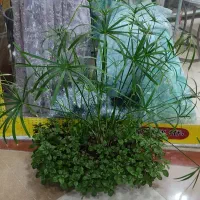 گل بسیار زیبا|گل و گیاه طبیعی|بانه, |دیوار