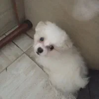 فروش توله سگ پامرین قیمت ۱۵