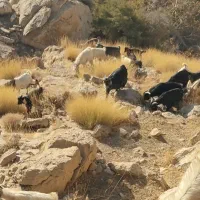 کهره سرحال چاق