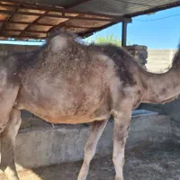 شتر ارونه آبستن ، چاق ، هیئتی