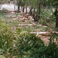 خرید انواع چوب