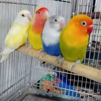 مینا عروس هلندی گرینجیک و مرغ عشق طوطی|پرنده|میناب, |دیوار