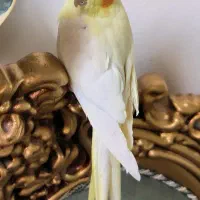 تعویض عروس هلندی ماده با نر