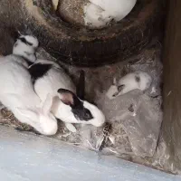 فروش بچه خرگوش...