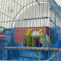 یک جفت نر وه ماده