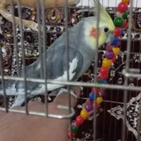 عروس هلندی و مرغ لاری|پرنده|قیدار, |دیوار