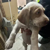 واگذاری سگ پوینتر شکاری المانی|سگ|قائم‌شهر, |دیوار