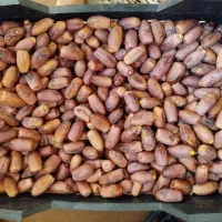 خرما خرک سرخو یا دیری