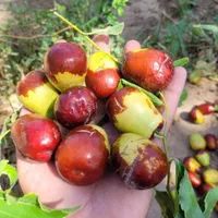 فروش عمده و جرئی انواع نهال میوه