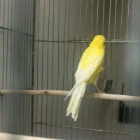 قناری نر بلند|پرنده|قم, هفت تیر|دیوار