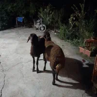 گوسفندبره