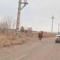 اسب مادیون نژاد سهیل واقع در خشکرود ساوه